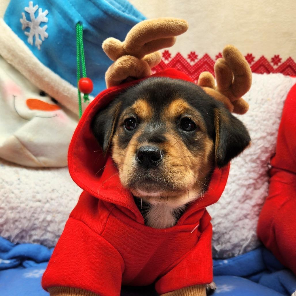A baby medium-sized female Black Mixed Breed dog named Piddle Paddle for adoption in Alexandria, VA