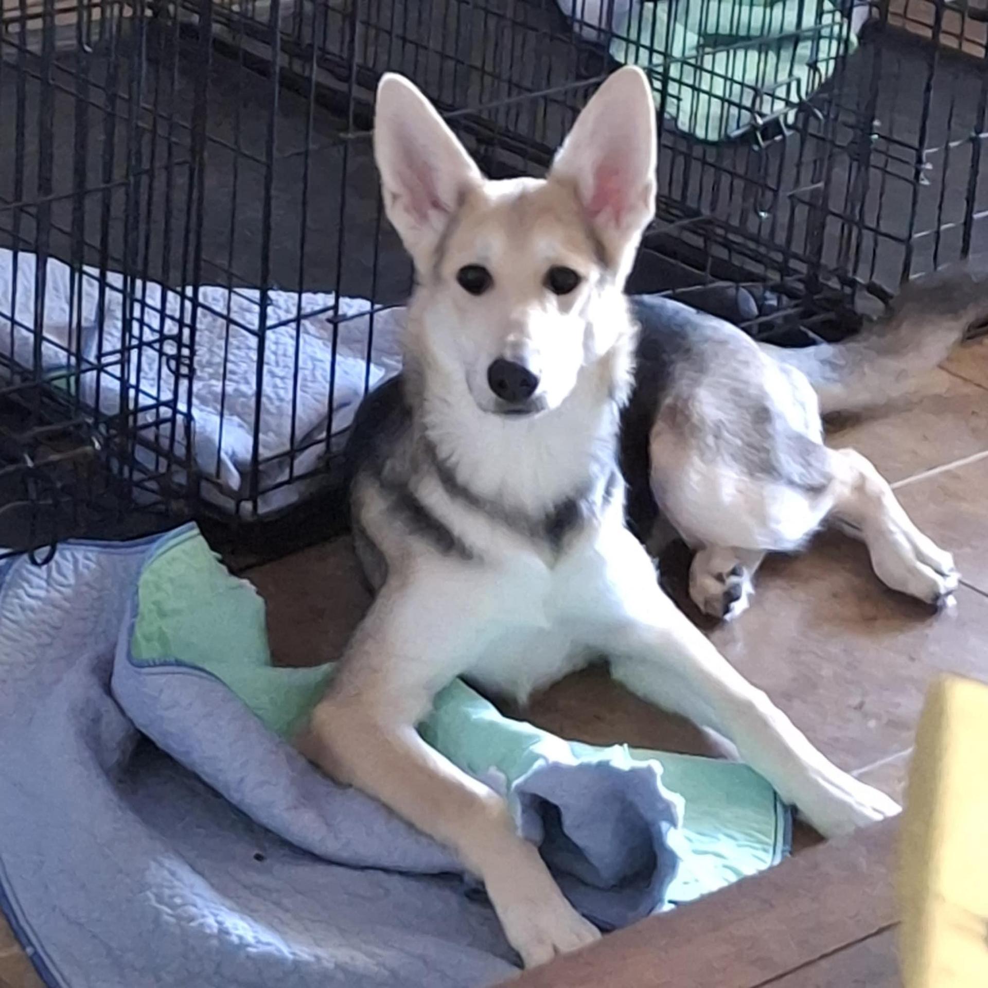 A young medium-sized female Yellow / Tan / Blond / Fawn German Shepherd Dog dog named Zada for adoption in Richmond, TX