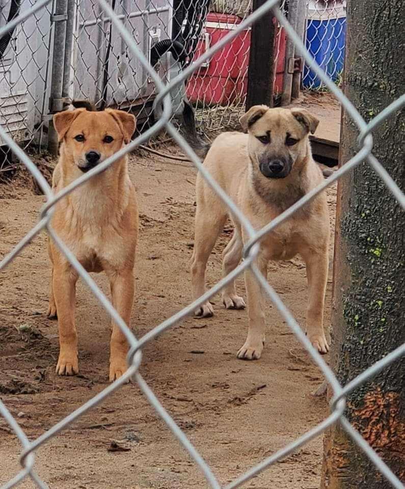 Little Foot & Sarah photo 1