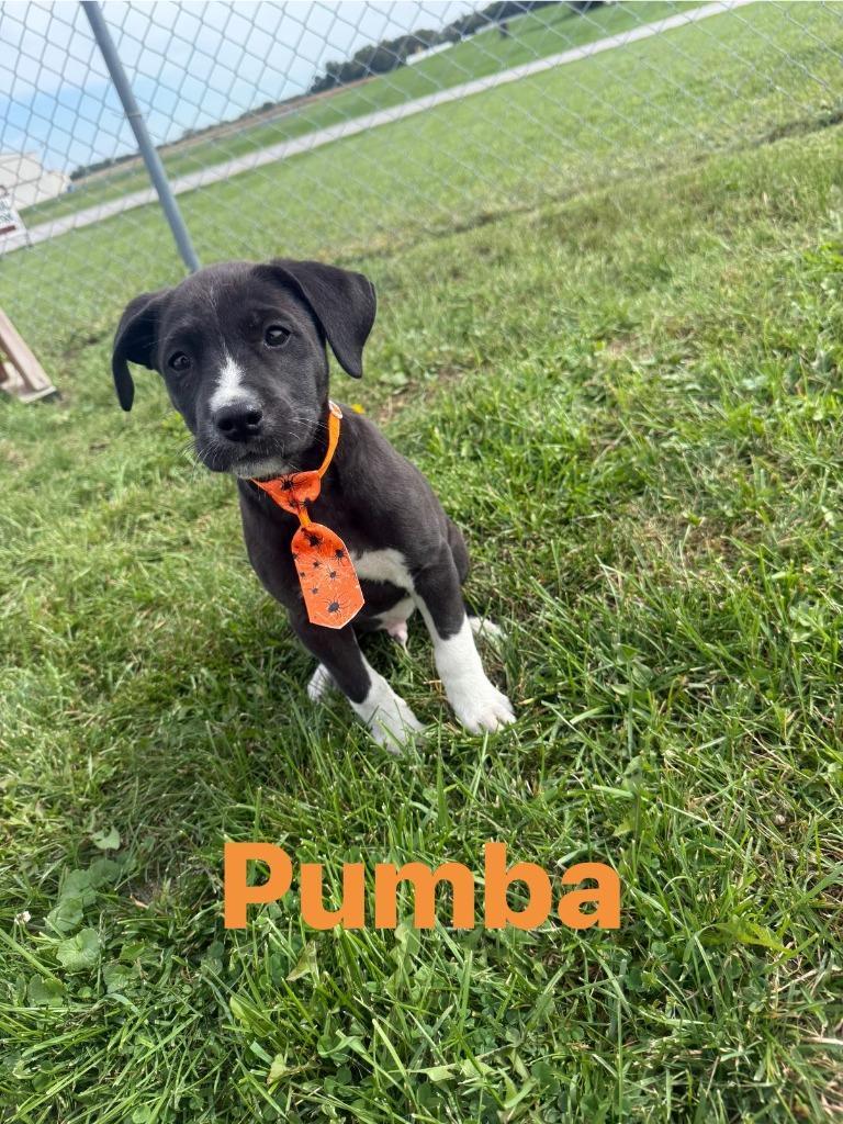 Pumba