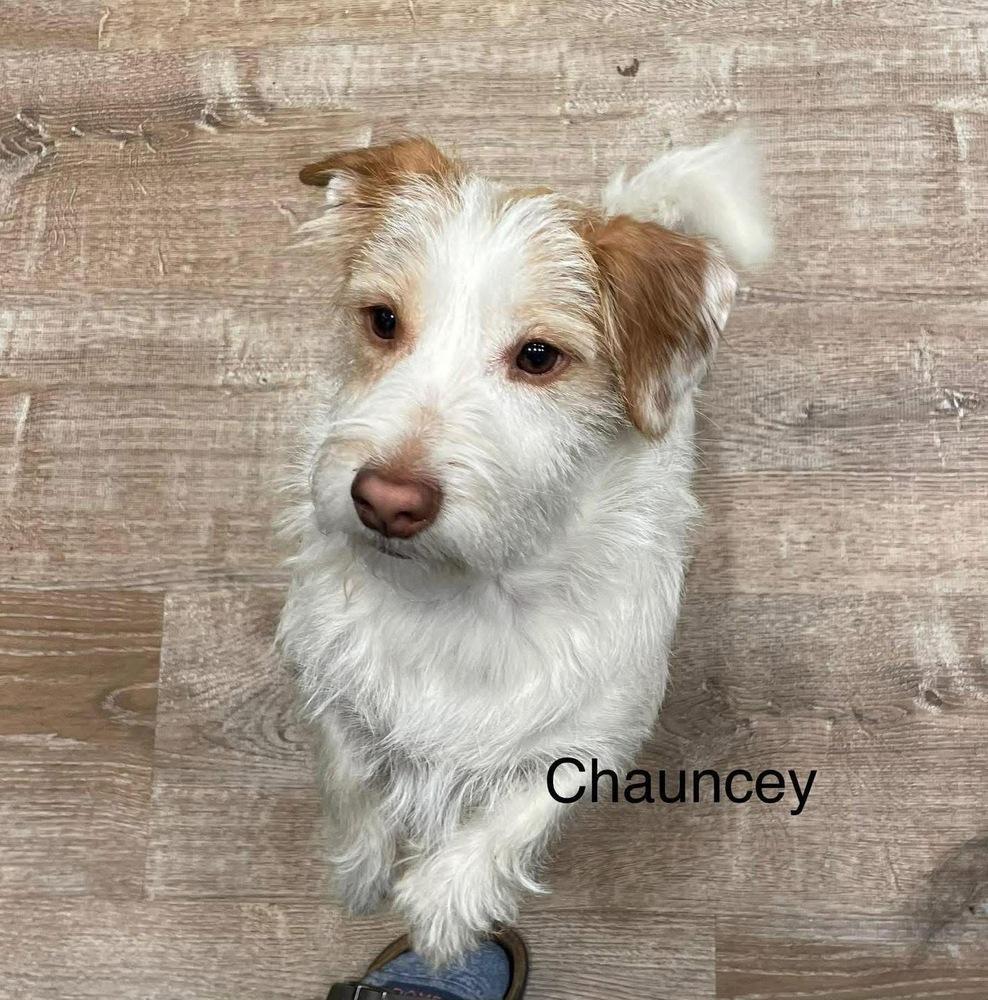 Chauncey