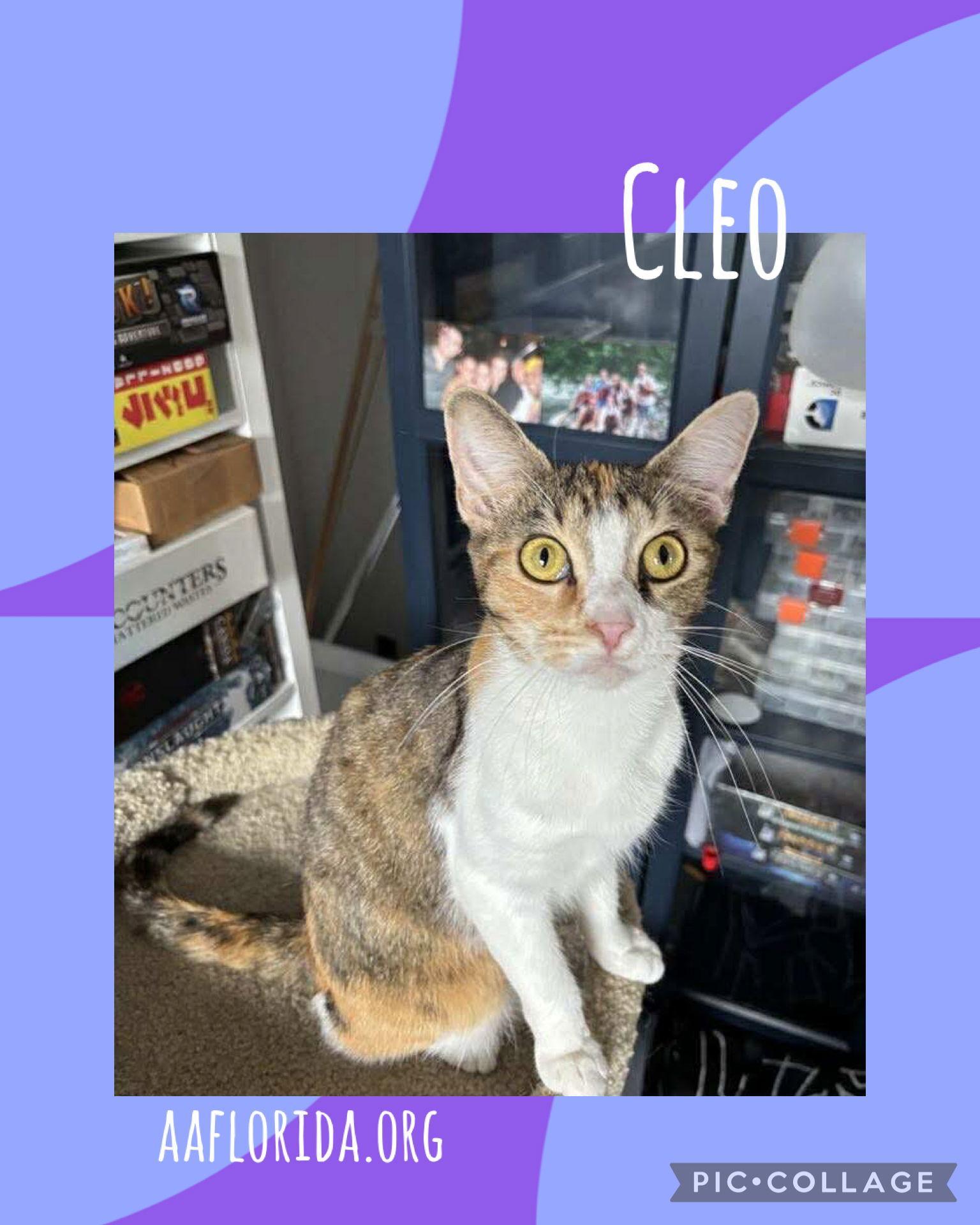 Cleo