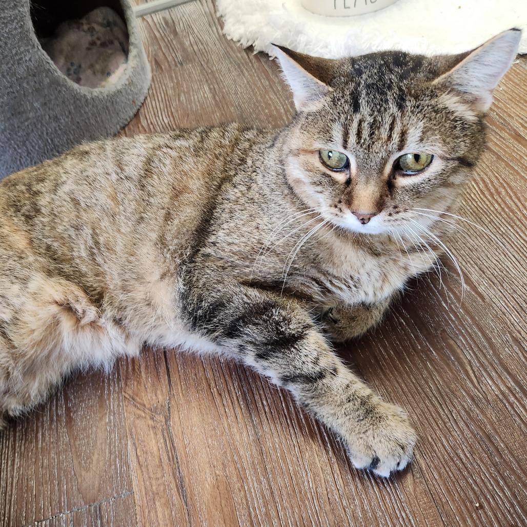 An adult medium-sized female Brown / Chocolate Domestic Short Hair cat named Baylee for adoption in Naperville, IL
