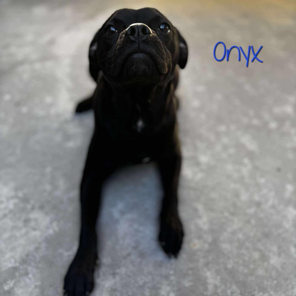 Onyx