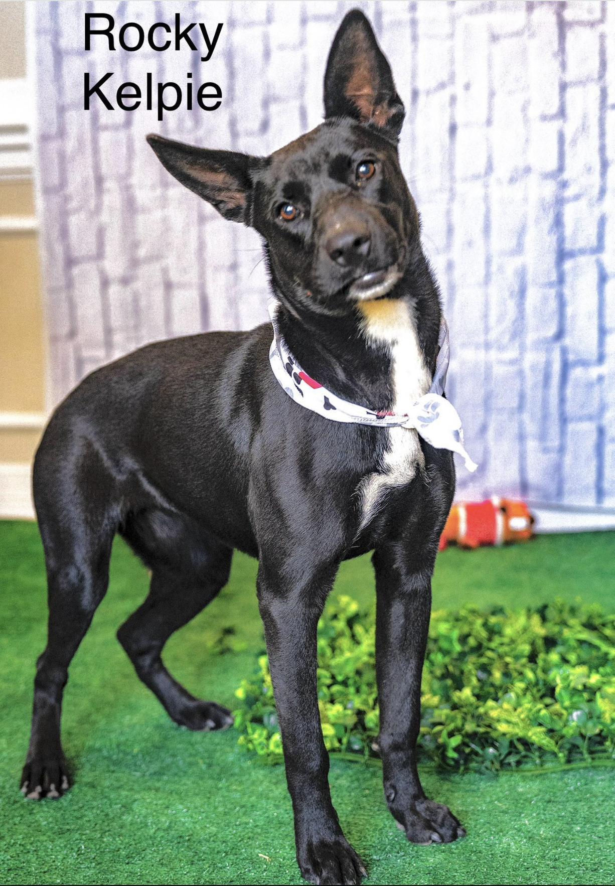 Rocky Kelpie