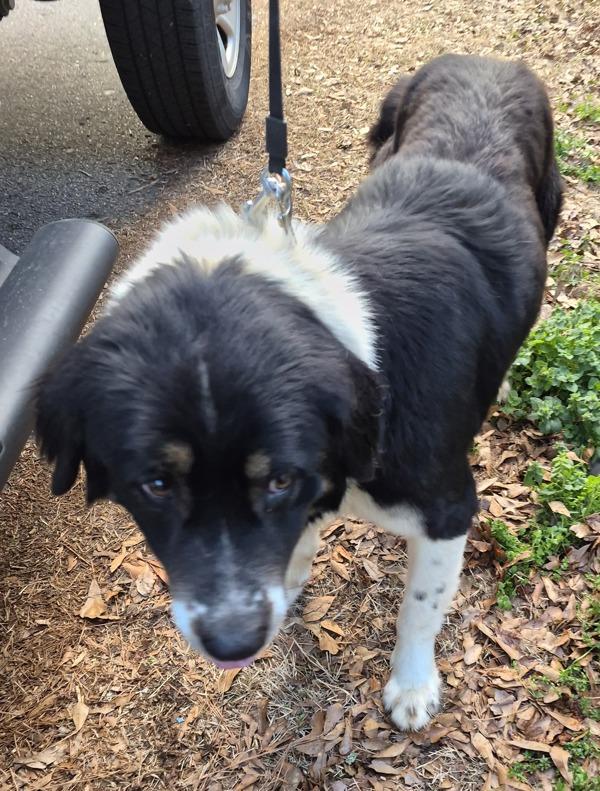 Pen C Dennis photo 1