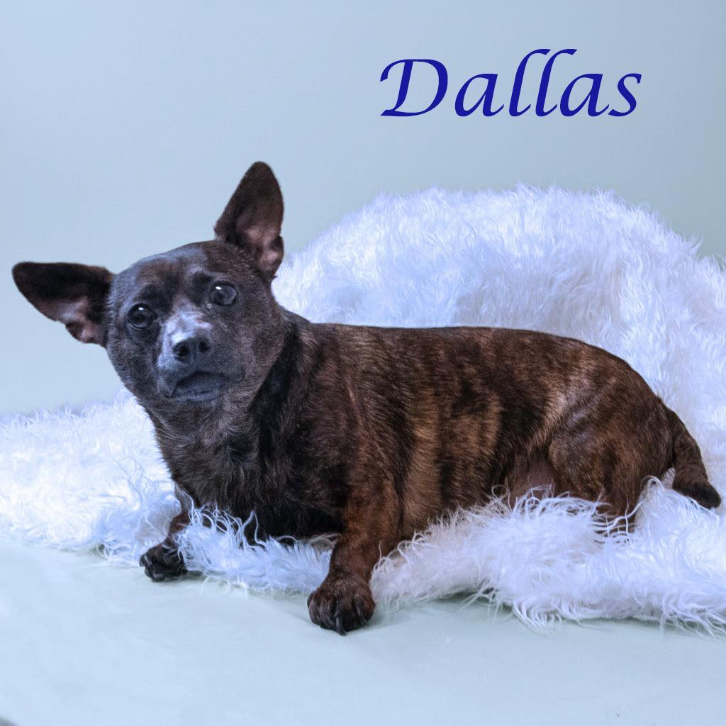 Dallas D