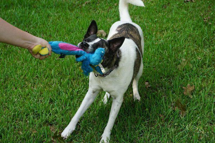 A senior large-sized female Brindle Akita dog named Ruby for adoption in Houston, TX