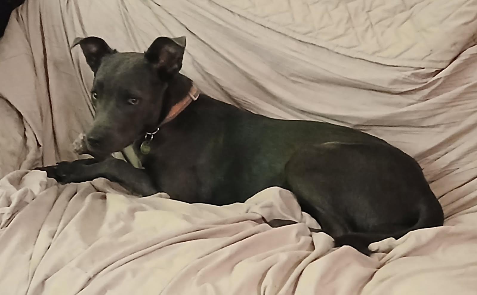 Dixieland Delight “dd”