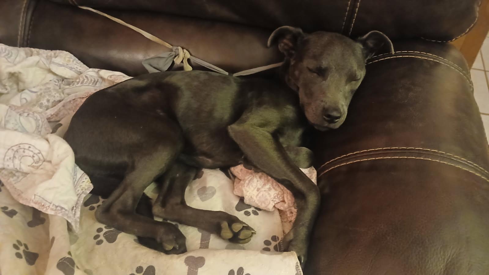 Dixieland Delight “dd”