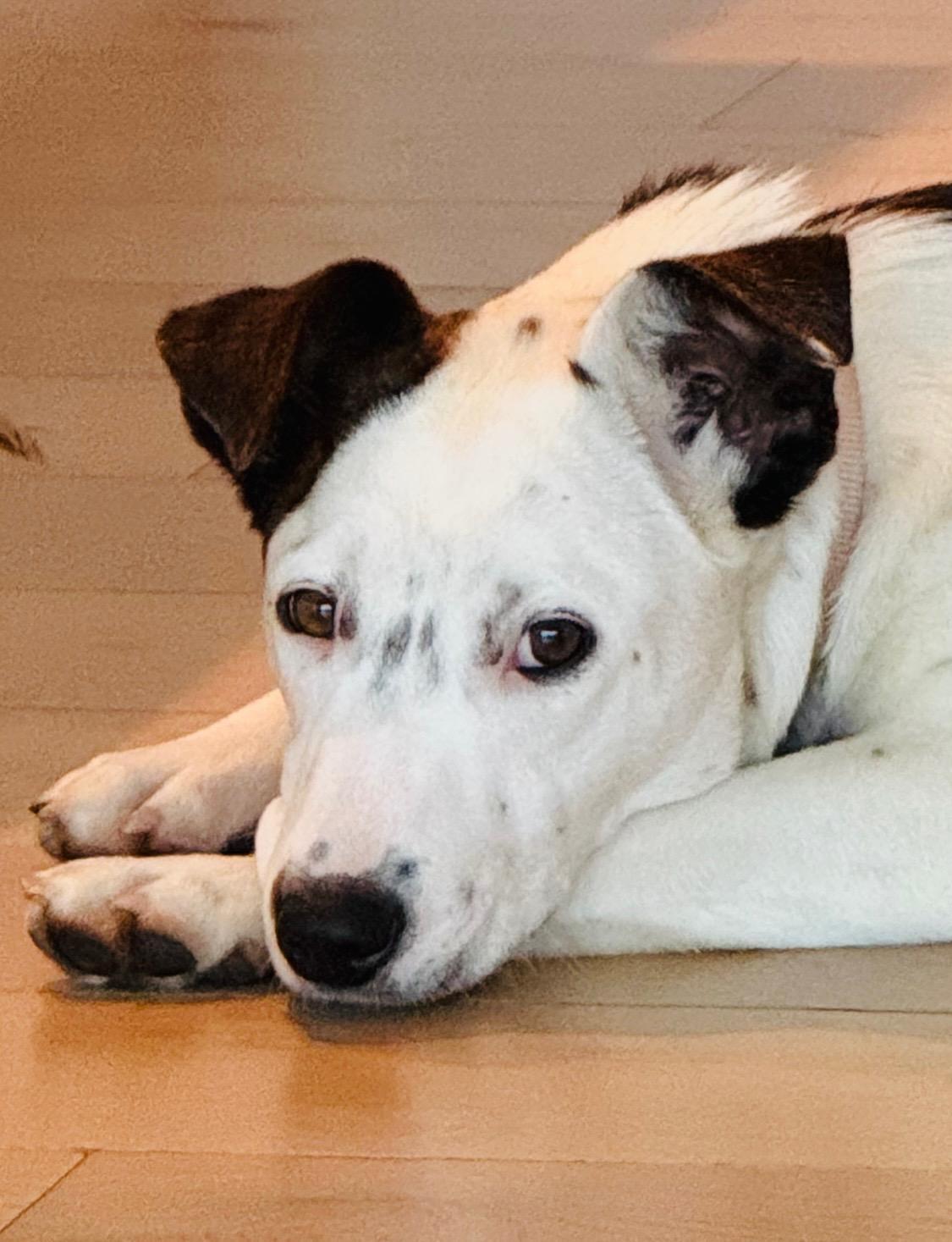 Gorgeous Gracee Cattle