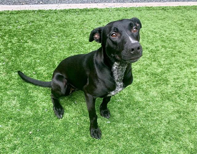 A young large-sized female Black Labrador Retriever dog named Urgent! Save Me Please! for adoption in San Marcos, CA