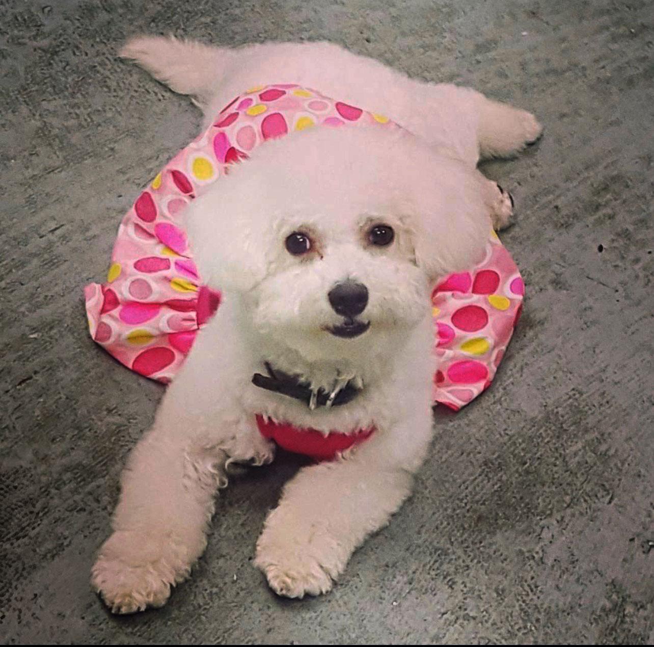 An adult small-sized female Bichon Frise dog named Mariah for adoption in Bowie, MD