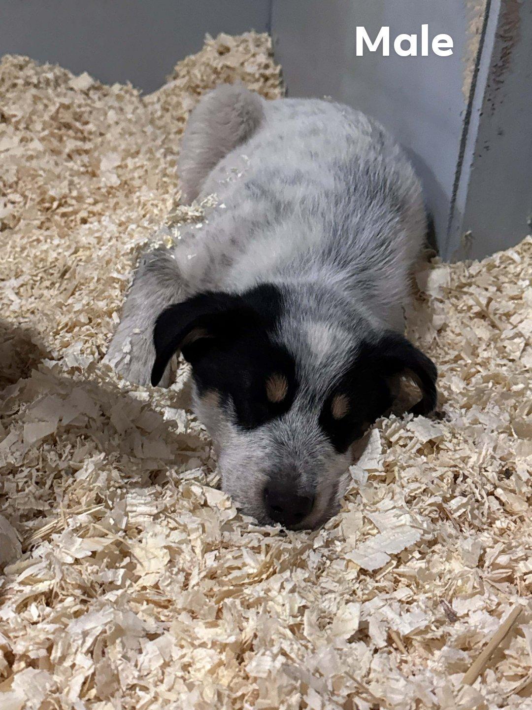 Heeler Mix Litter