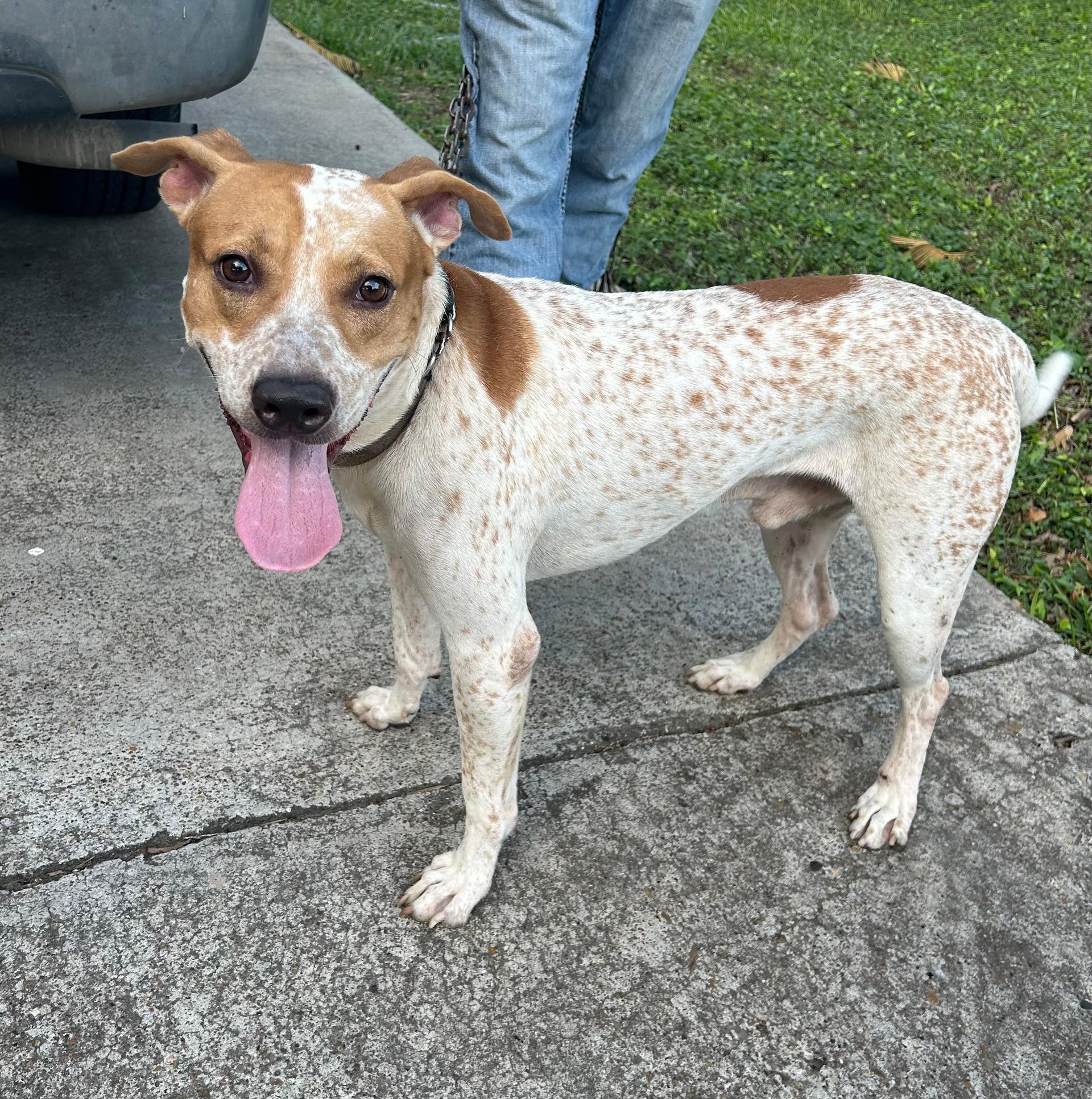 An adult medium-sized male Australian Cattle Dog / Blue Heeler dog named Roscoe for adoption in Harlingen, TX