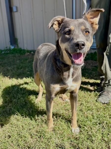 A young medium-sized female Australian Shepherd dog named Zola for adoption in Bandera, TX