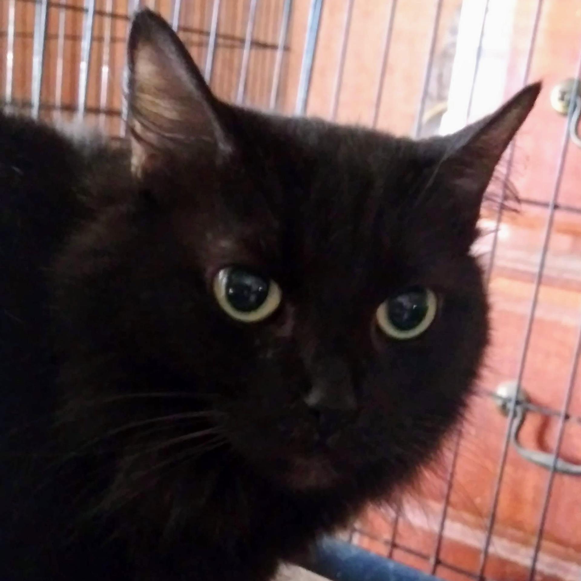 An adult medium-sized female Black Domestic Medium Hair cat named Shadow for adoption in Memphis, TN
