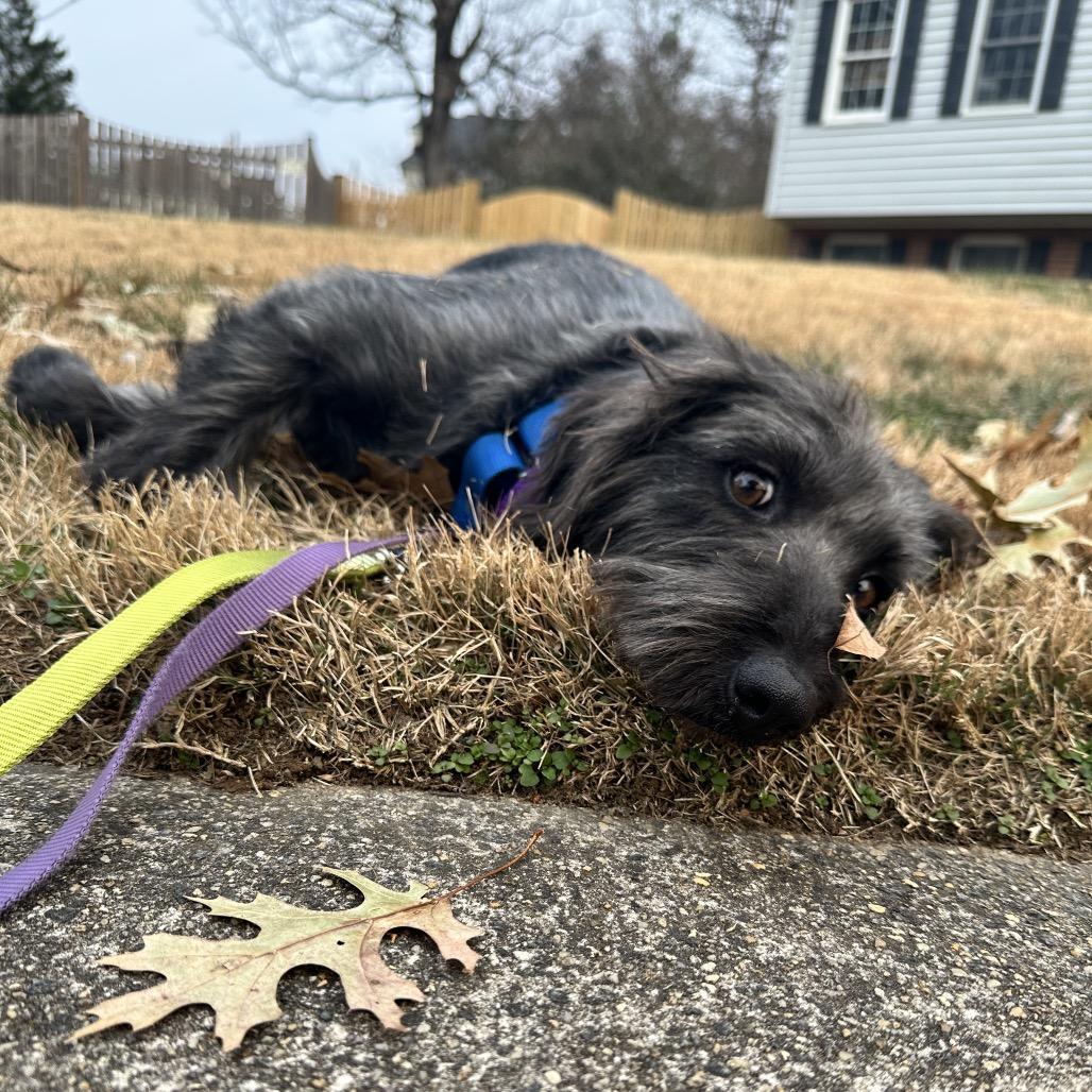 An adult medium-sized female Gray / Blue / Silver Terrier dog named Rain for adoption in Alexandria, VA