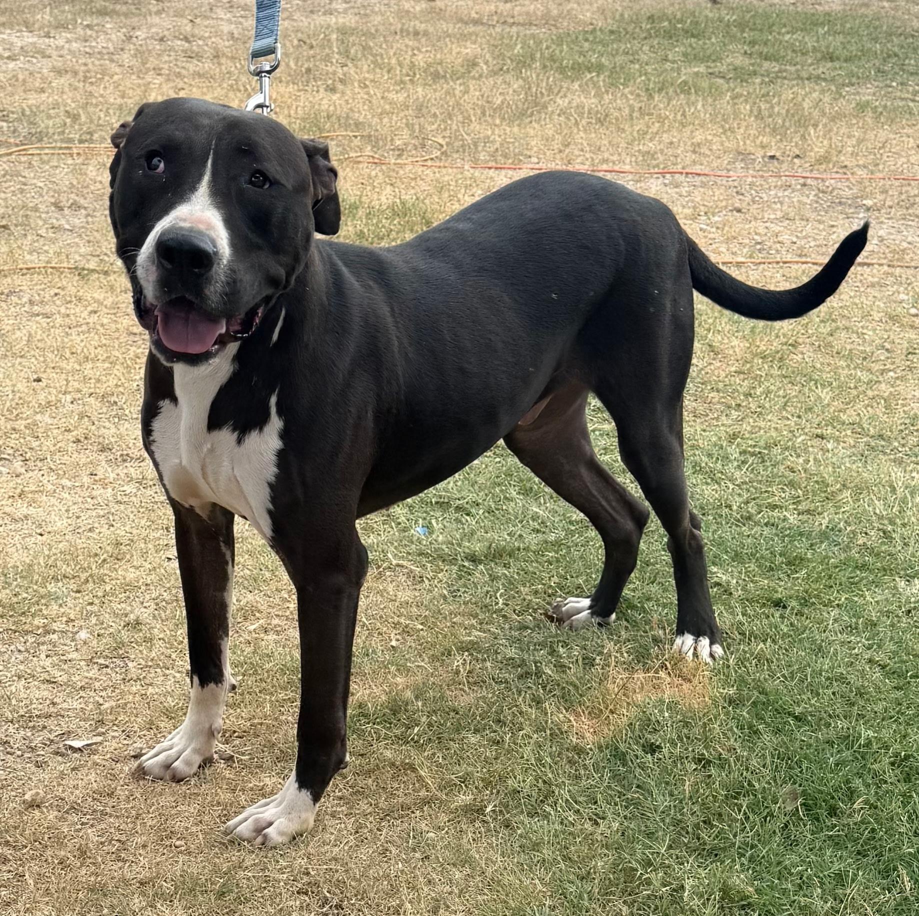 An adult large-sized male Black Great Dane dog named Denver for adoption in Longview, TX