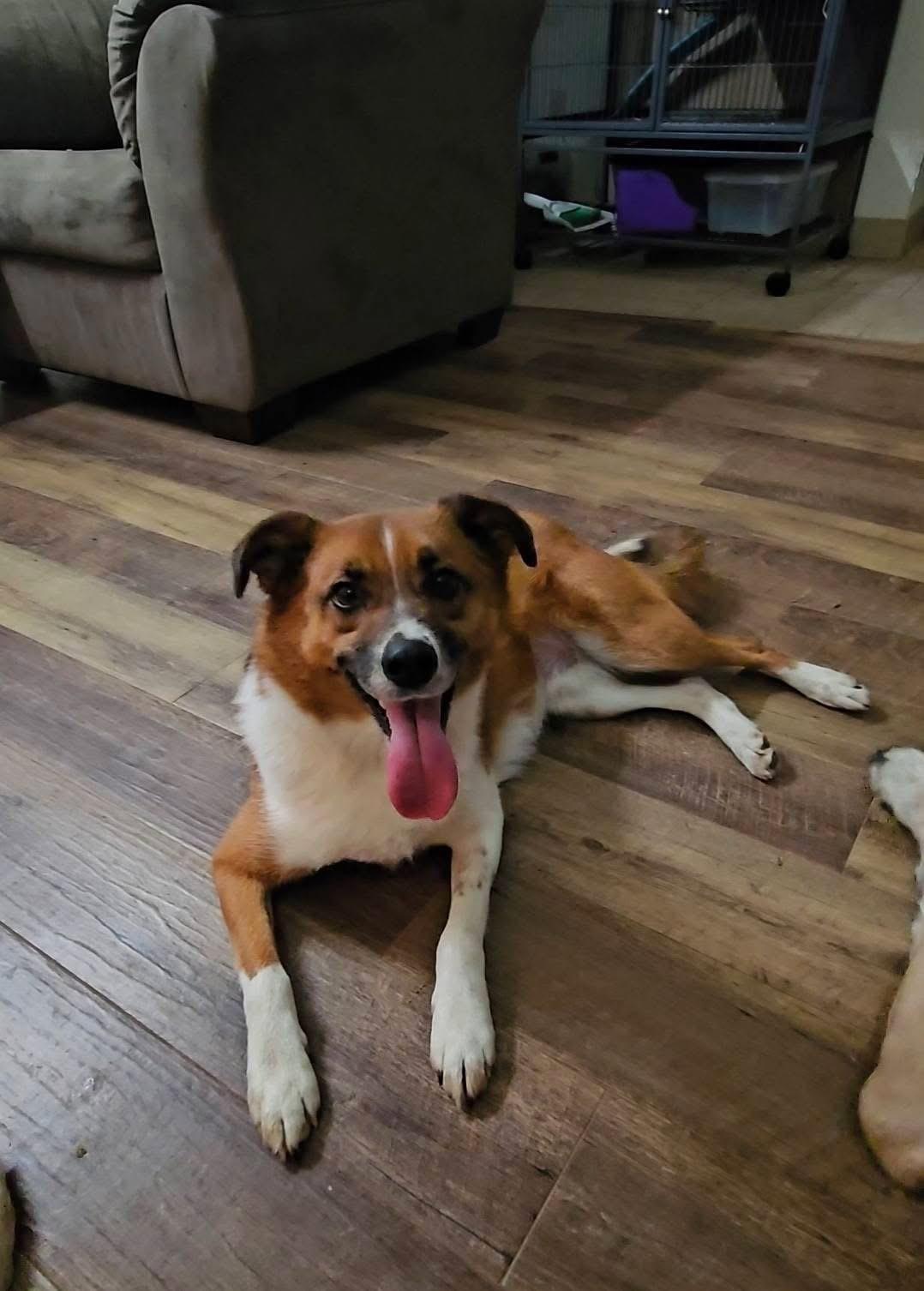 A young medium-sized male Red / Chestnut / Orange Australian Shepherd dog named Remi for adoption in Union Grove, WI