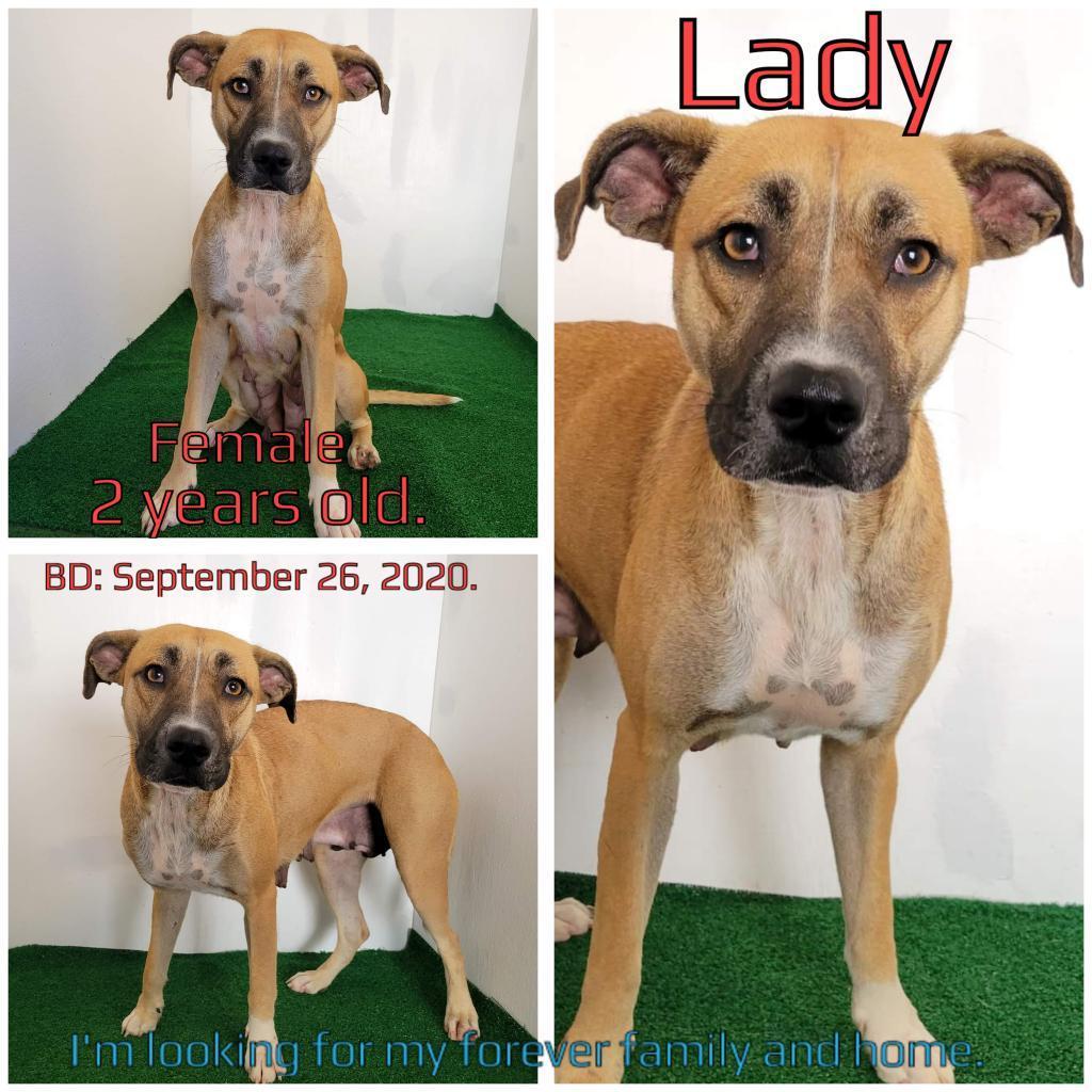 An adult medium-sized female Brown / Chocolate Mixed Breed dog named Lady for adoption in Boaz, AL