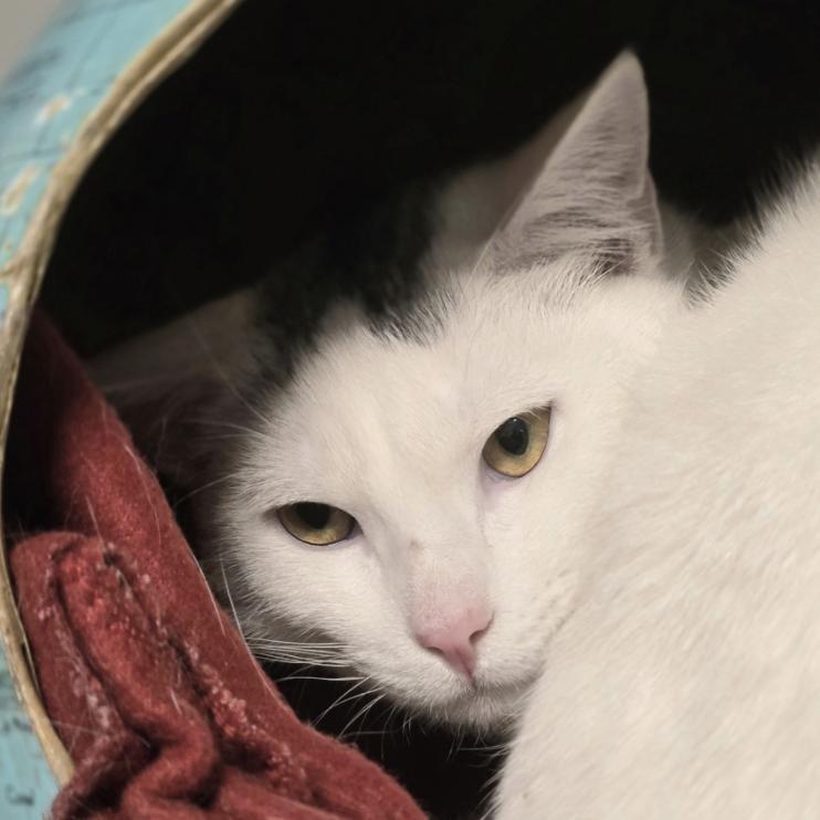 Sweden Bonded To Finland