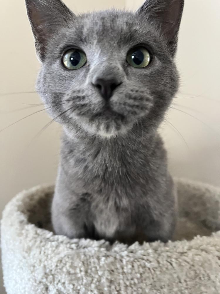 Special Agent Jack Meower