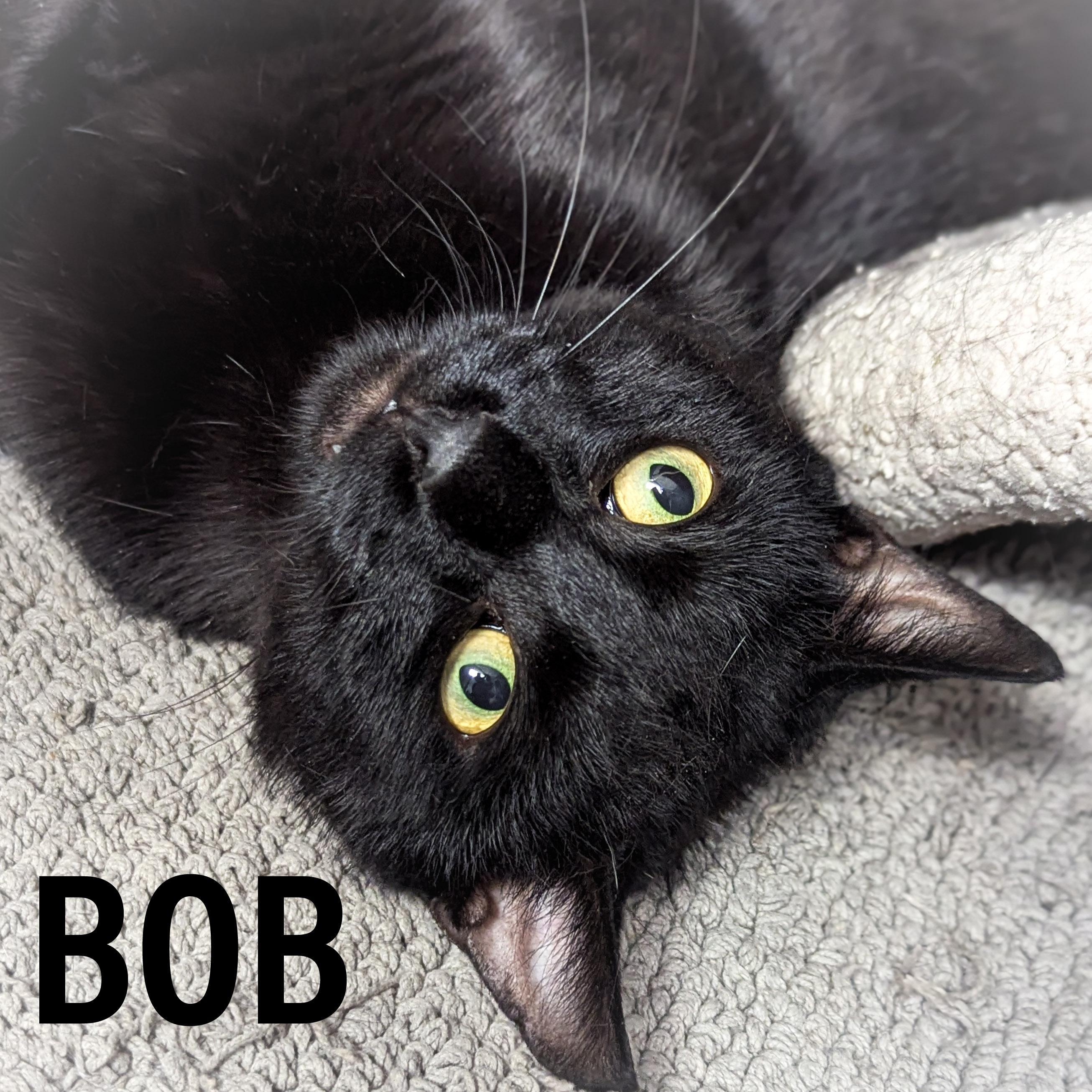 Bob