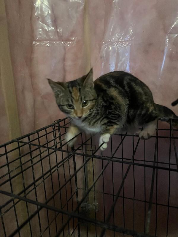 An adult medium-sized female Tabby (Brown / Chocolate) Domestic Short Hair cat named Unknown for adoption in Burgaw, NC