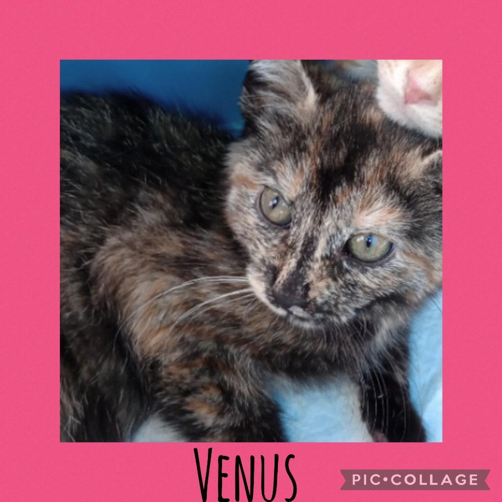 Venus