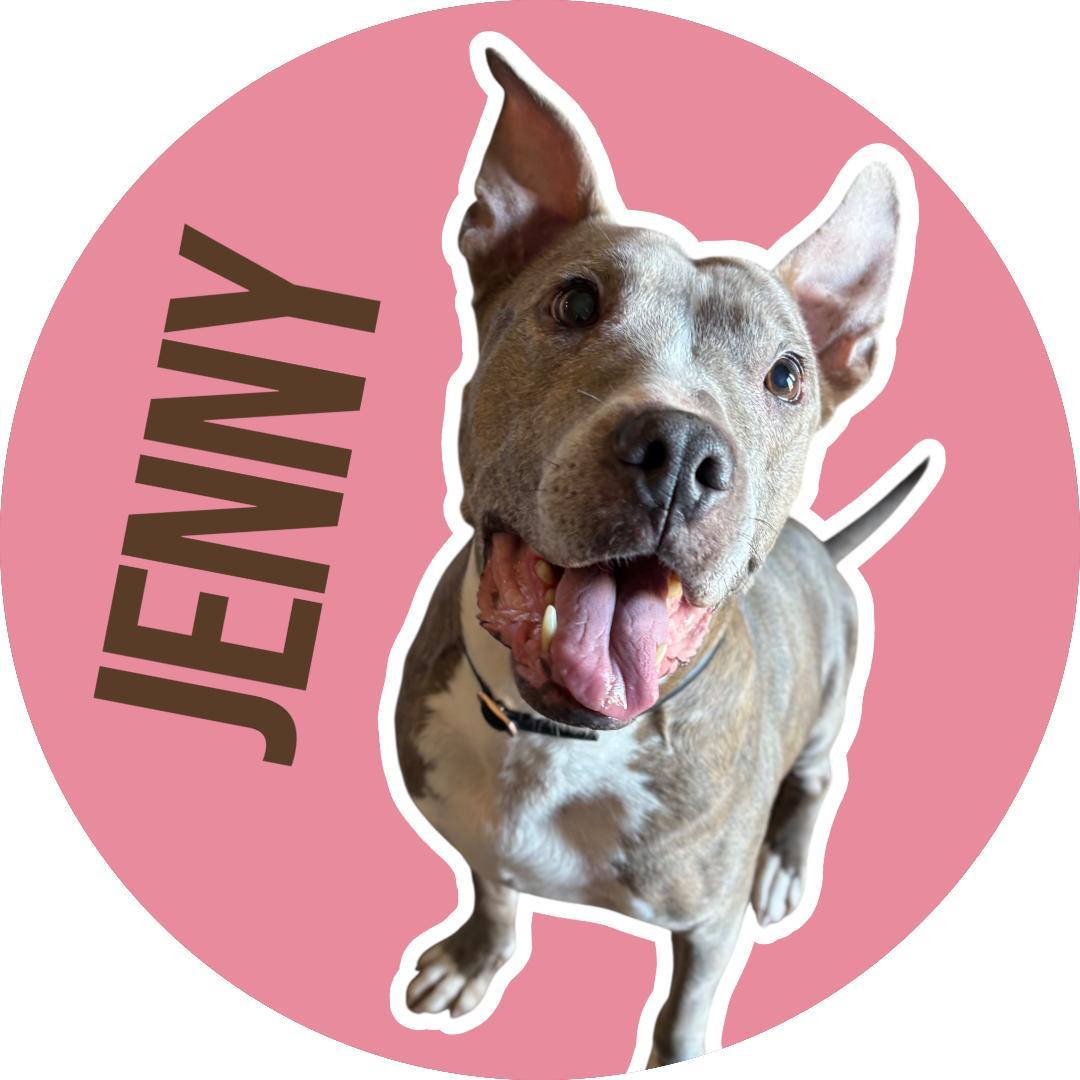 An adult medium-sized female Brindle Pit Bull Terrier dog named Jenny for adoption in Athens, TX
