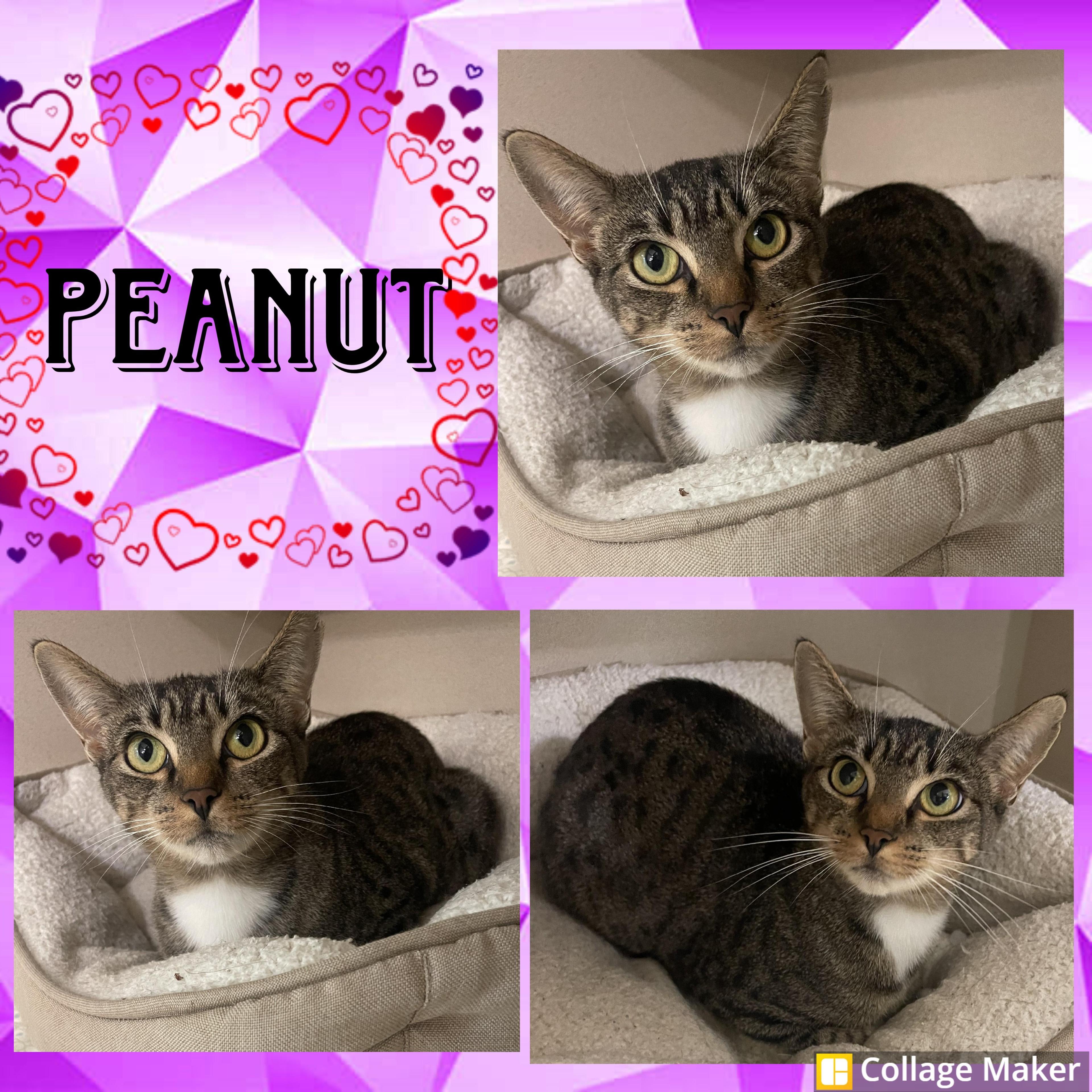 Peanut
