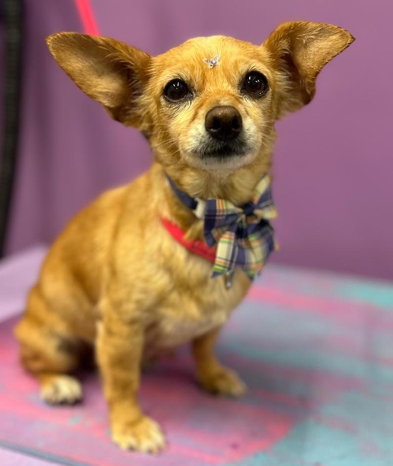 A senior small-sized female Yellow / Tan / Blond / Fawn Chihuahua dog named Sunshine for adoption in Woodstock, GA
