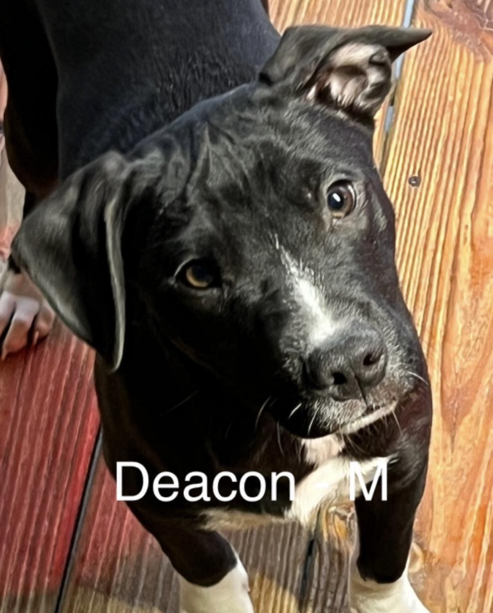 Deacon
