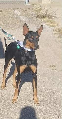 An adult medium-sized female Doberman Pinscher dog named Ravioli for adoption in De Pere, WI