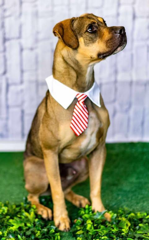 A young medium-sized male Black Boxer dog named Champs for adoption in Allen, TX