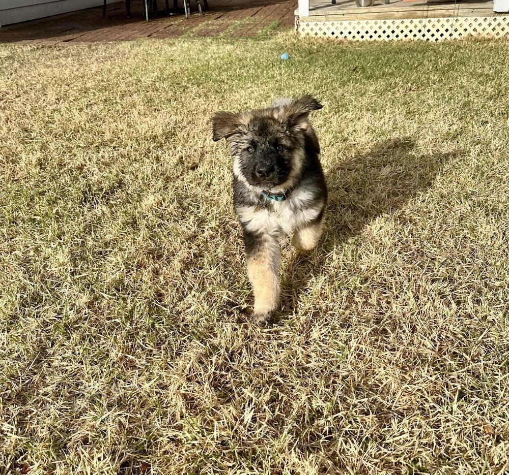 Irving Floofs: Major Pka