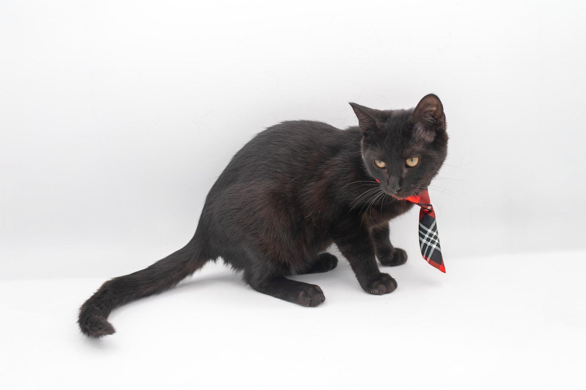 A young medium-sized male Bombay cat named Peanut for adoption in Mobile, AL