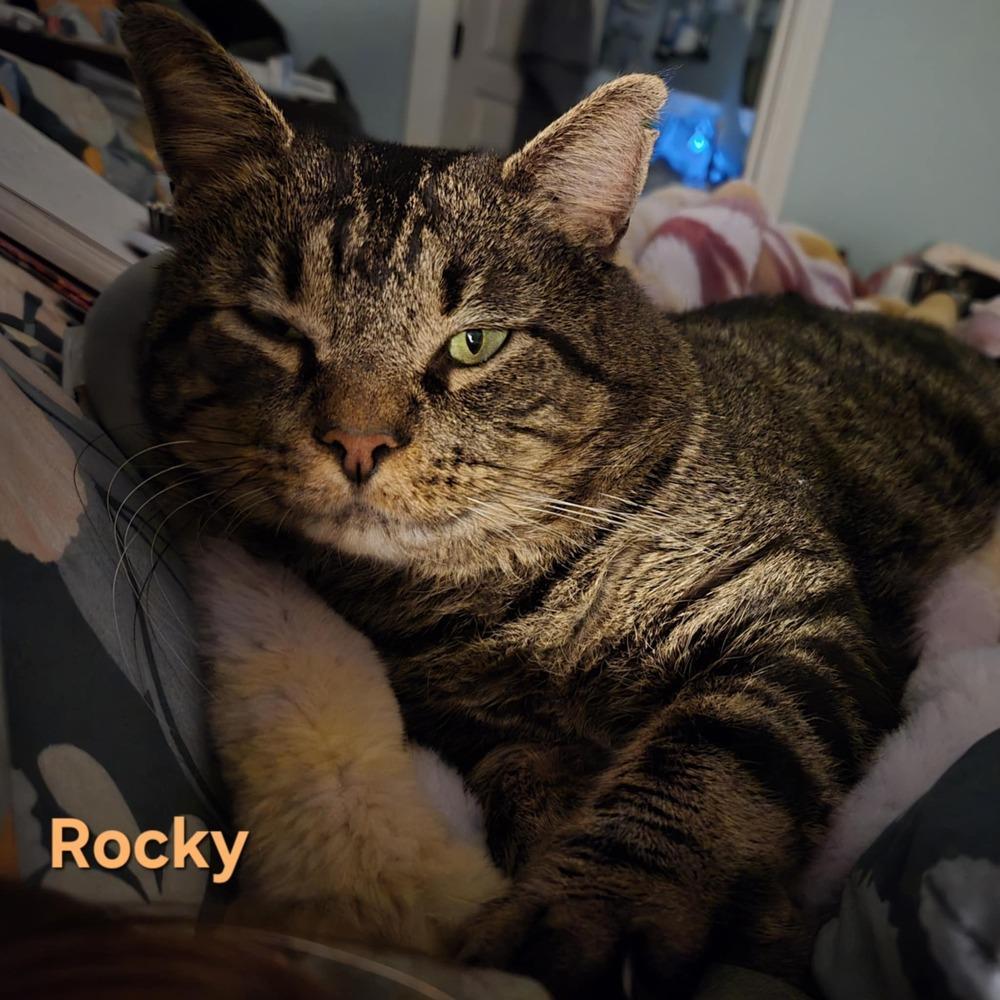 Rocky photo 1