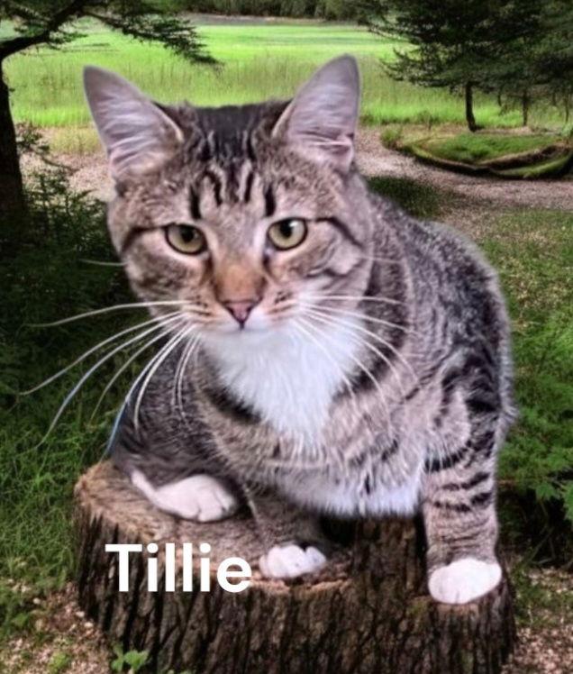 Tillie