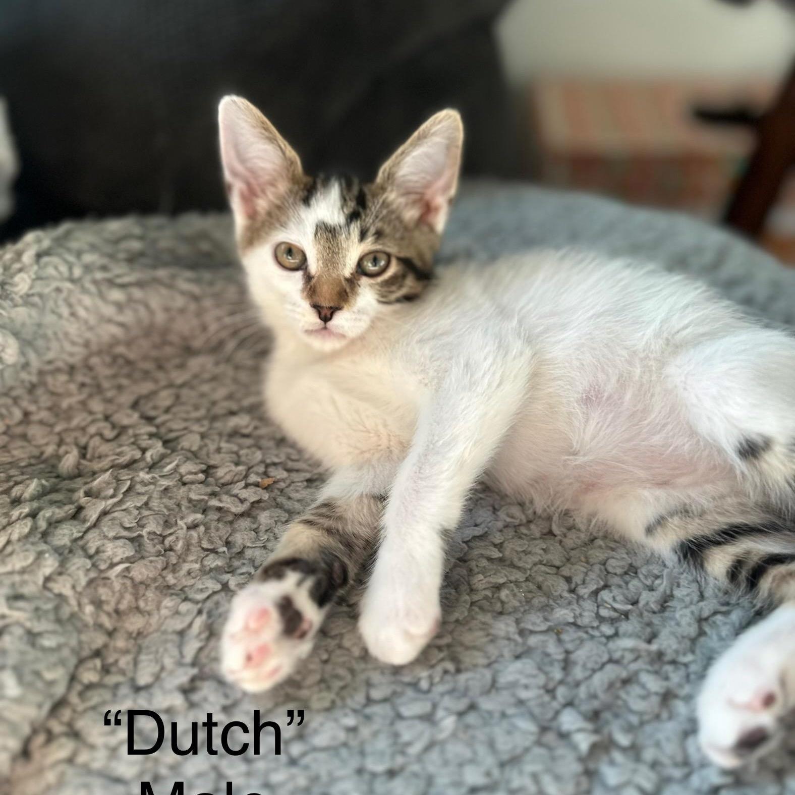 Dutch
