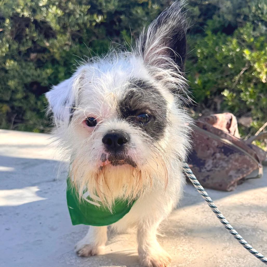 Kingsley Chino Hills