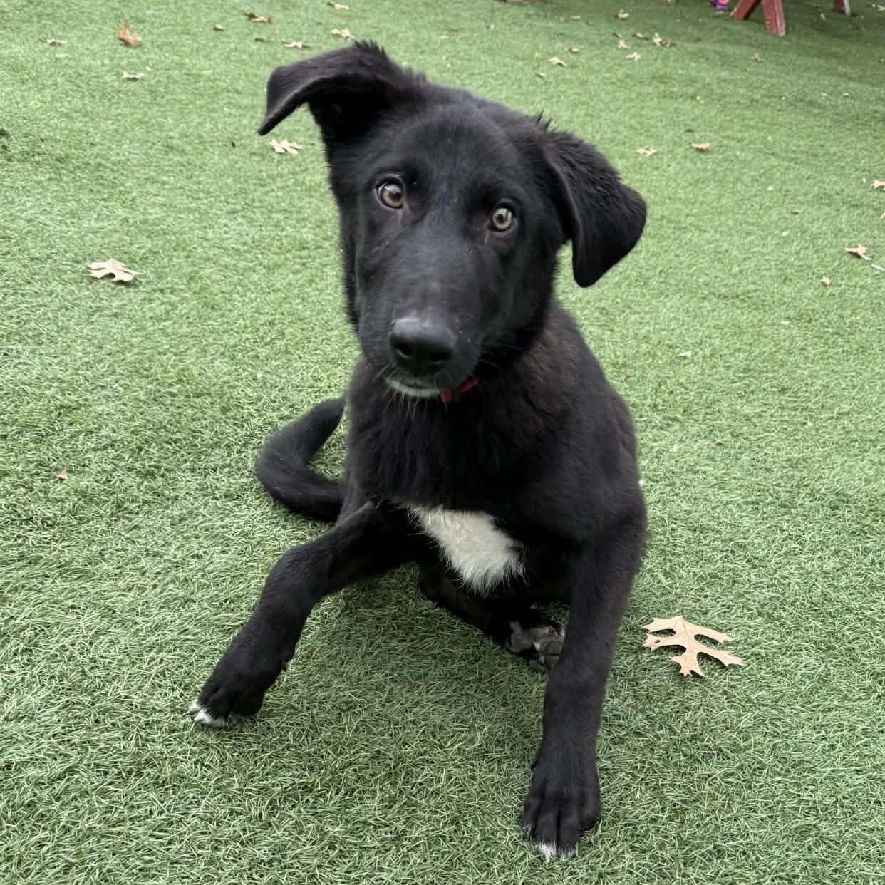 A baby large-sized male Black Shepherd dog named Coal Scroll To The for adoption in Sparta, WI