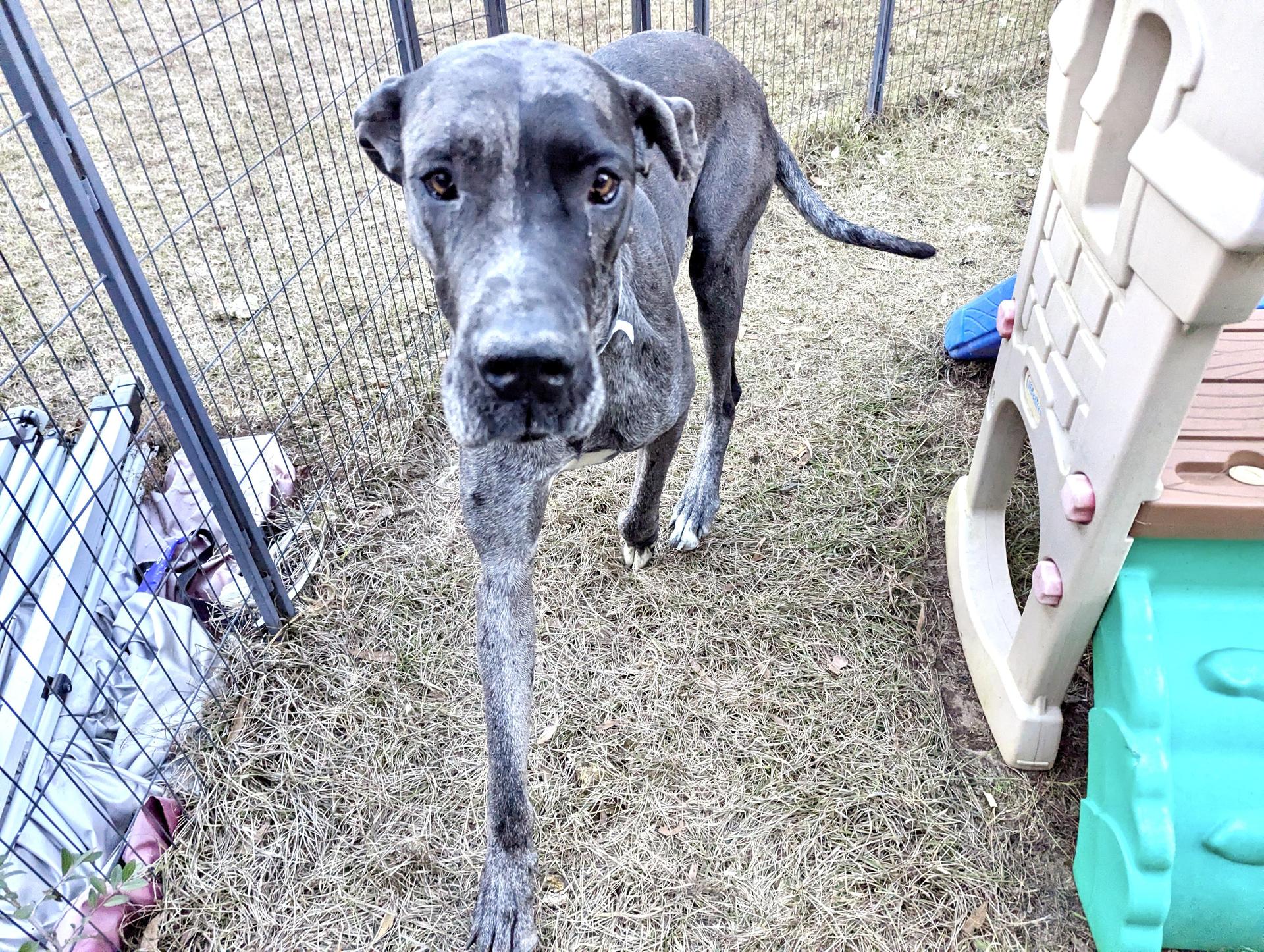 An adult extra large-sized male Great Dane dog named Horace for adoption in Fosters, AL