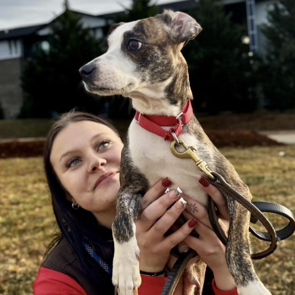 A young small-sized female Brindle Beagle dog named Stella for adoption in Lynchburg, VA