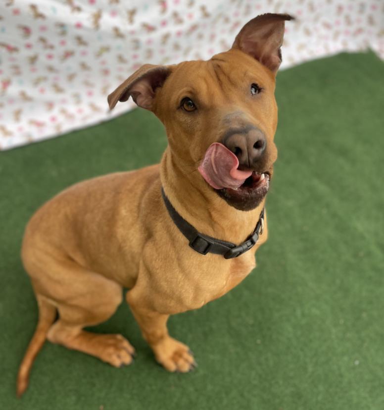 An adult medium-sized female Retriever dog named Queenie for adoption in Longview, TX