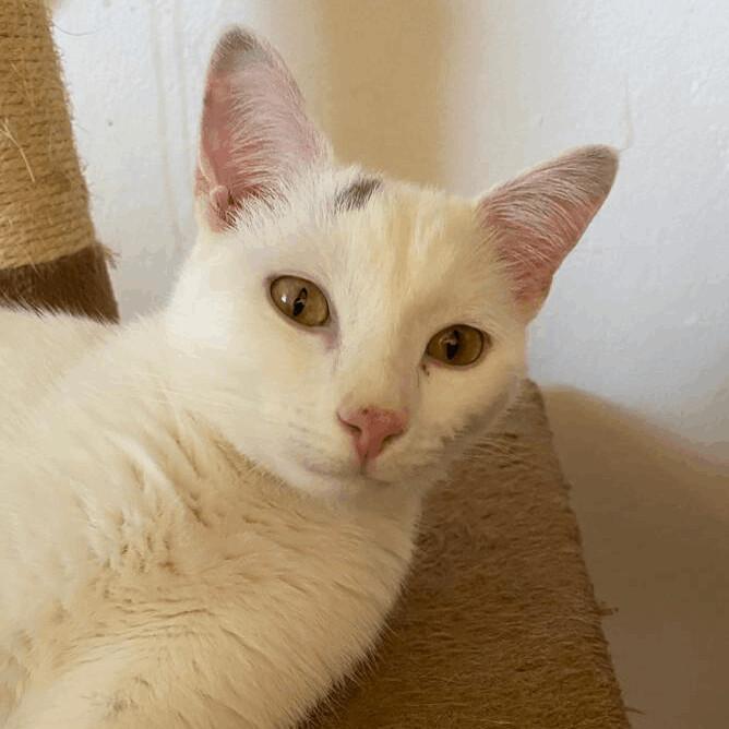 A young medium-sized male White Domestic Short Hair cat named Xanadu And Magic for adoption in Miami, FL