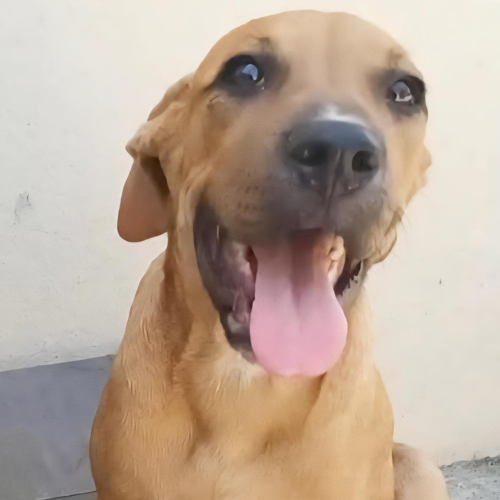 Macu "my Forever Home