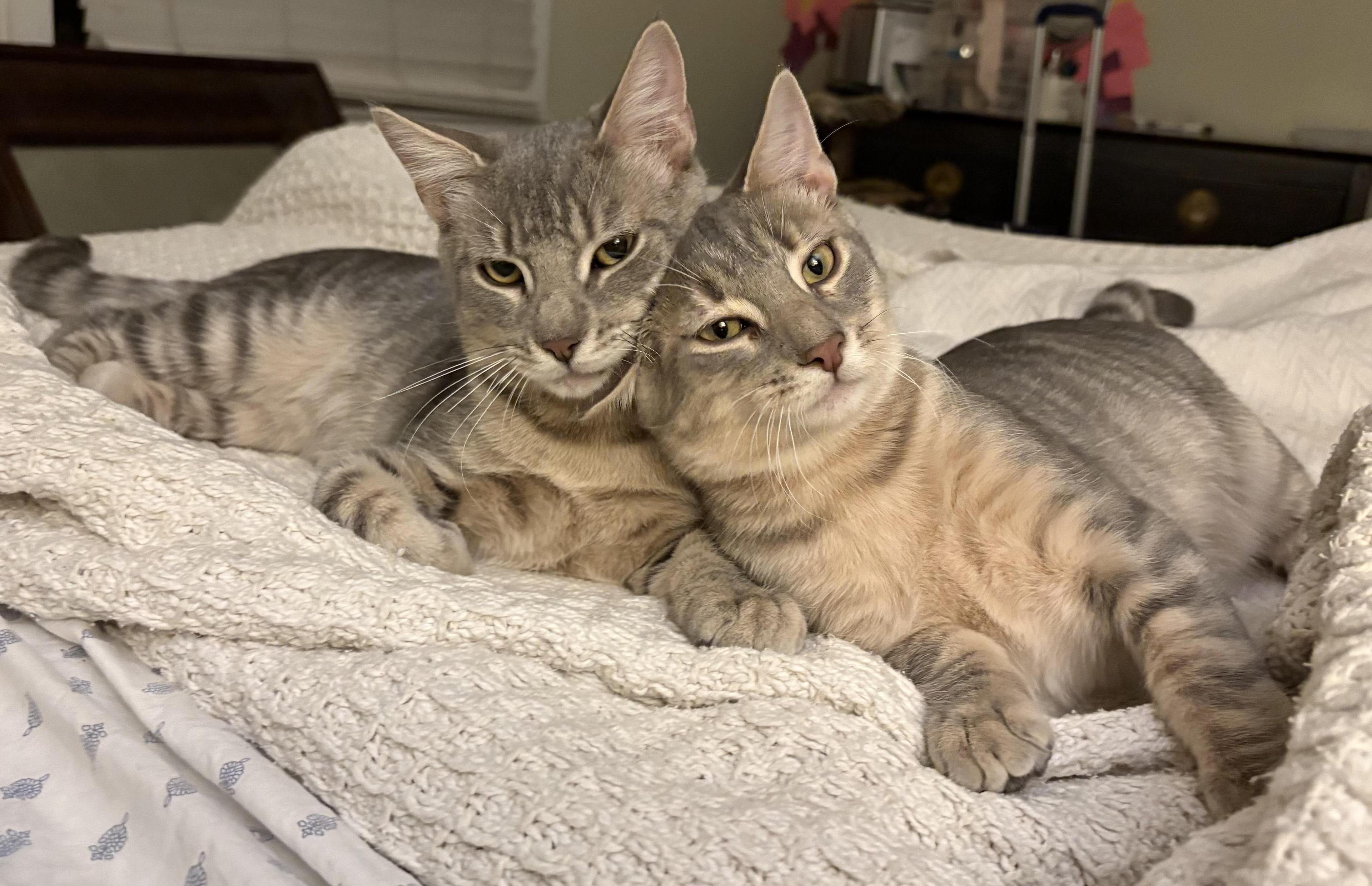 Moses And Mr. Grumblehound