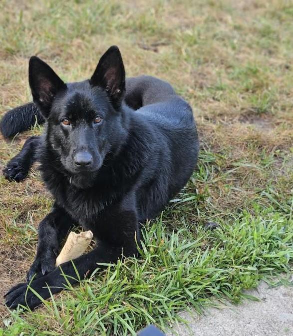 An adult large-sized female German Shepherd Dog dog named Lilith for adoption in Barrington, IL